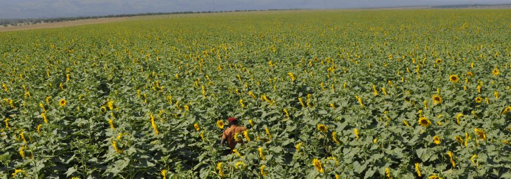 SUN FLOWER AT RUIMI FARM PRISON